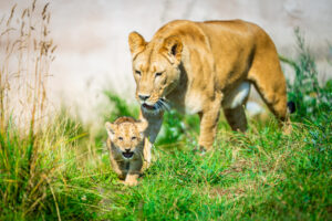 Løvinne med sin løveunge